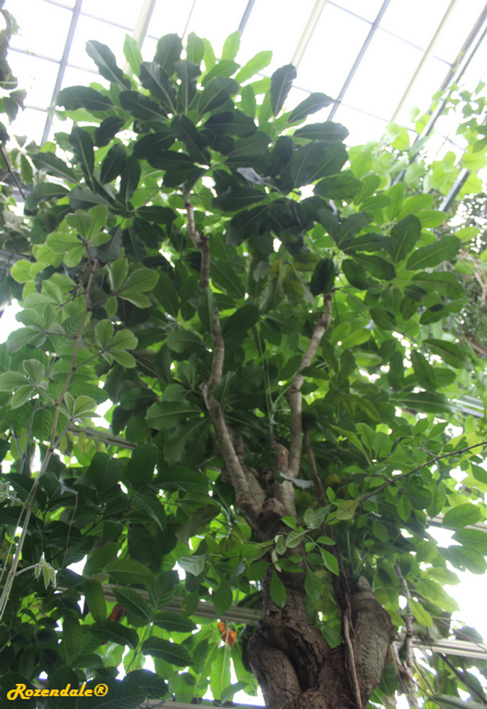 Vertical image, Maarten Rozendale, Utrecht Botanical Garden, Netherlands, 2017-08-23, Schefflera actinophylla - Octopus tree