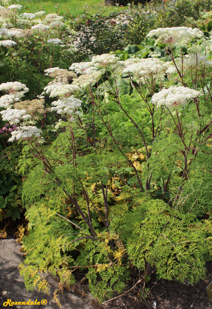 Vertical image, Maarten Rozendale, Utrecht Botanical Garden, Netherlands, 2017-08-23, Selinum wallichianum - Milk parsley