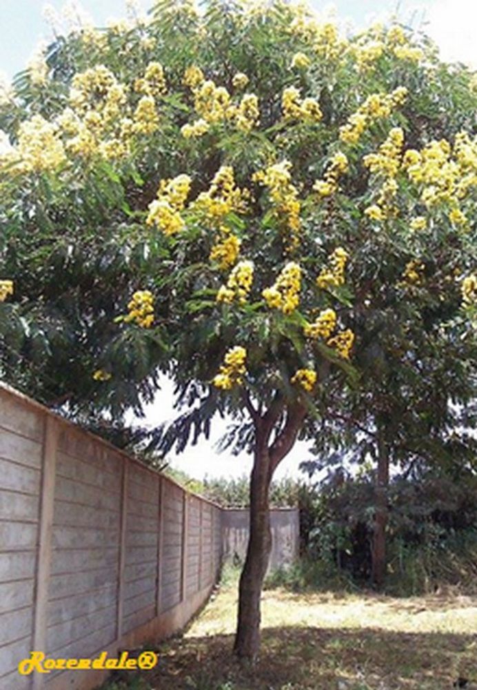 Vertical image, Maarten Rozendale, Thika, Kenya, 2016-02-29, Senna spectabilis - Calceolaria shower