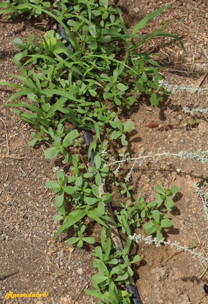Vertical image, Maarten Rozendale, Shirat HaMidbar, Israel, 2016-08-11, Sesuvium portulacastrum - Shoreline purslane