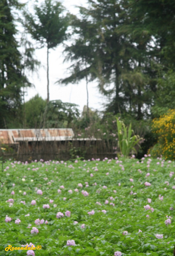 Vertical image, Maarten Rozendale, Nanyuki Highlands, Kenya, 2014-09-10, Solanum tuberosum - Potato