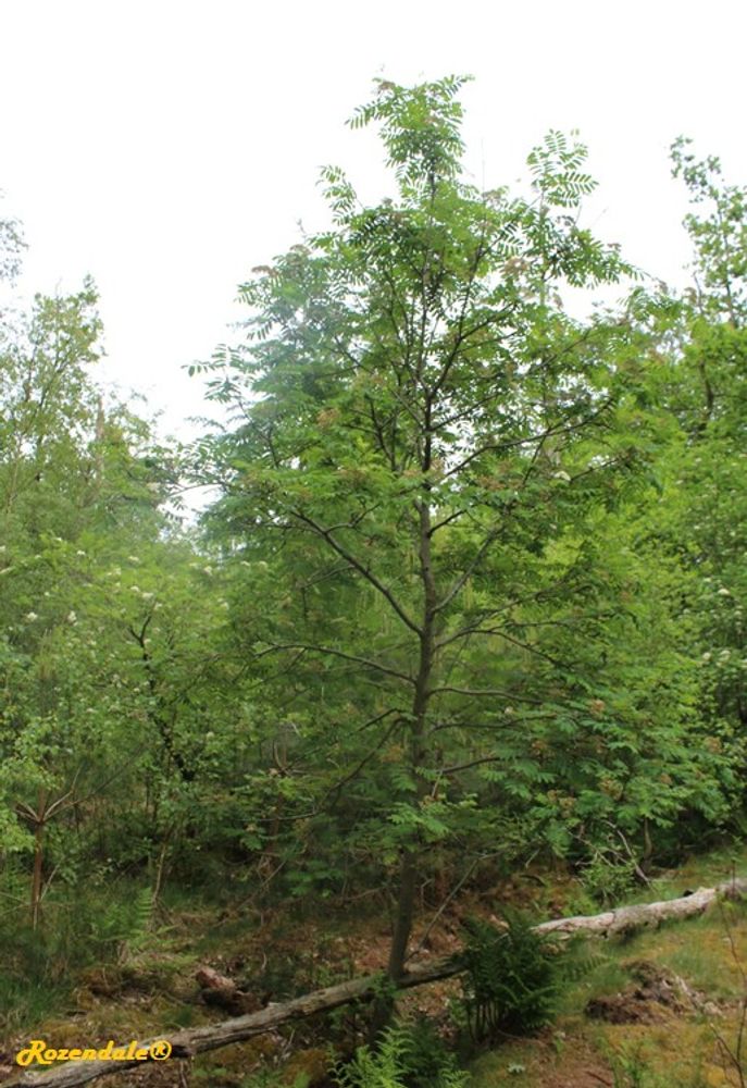 Vertical image, Maarten Rozendale, Rijs, Netherlands, 2016-05-21, Sorbus aucuparia - Mountain ash