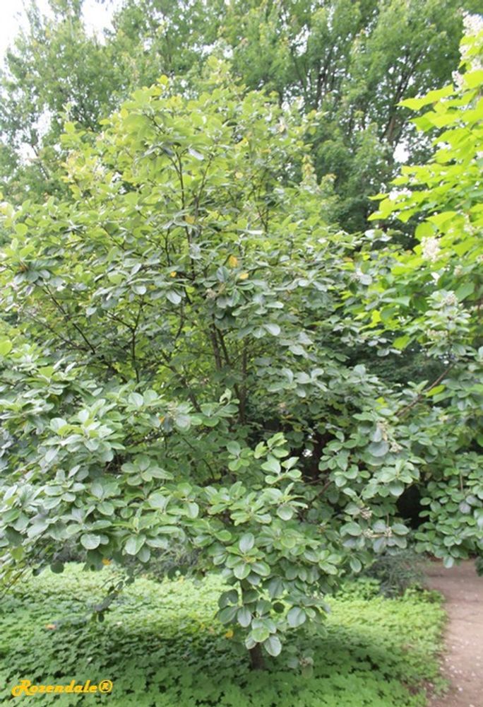 Vertical image, Maarten Rozendale, Belmonte, Netherlands, 2016-07-10, Sorbus rotundifolia - Rotondifolia rowan