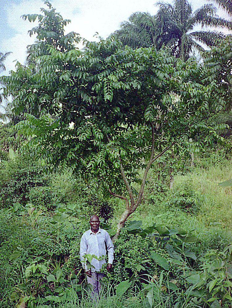 Vertical image, Maarten Rozendale, Kinshasa, Democratic Republic of the Congo, 2019-11-14, Spondias mombin - Yellow mombin plum