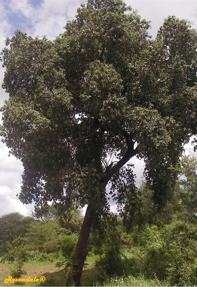 Vertical image, Maarten Rozendale, Wote, Kenya, 2014-04-30, Terminalia brownii - East Arican terminalia