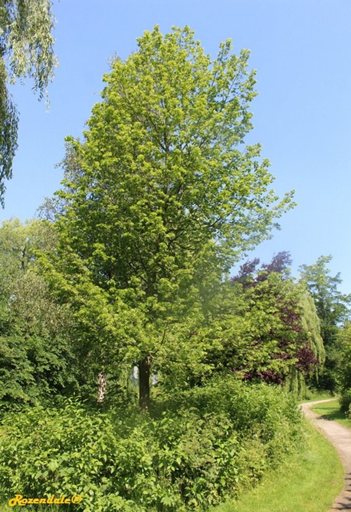 Vertical image, Maarten Rozendale, Sneek, Netherlands, 2016-06-03, Tilia europaea - Common linden
