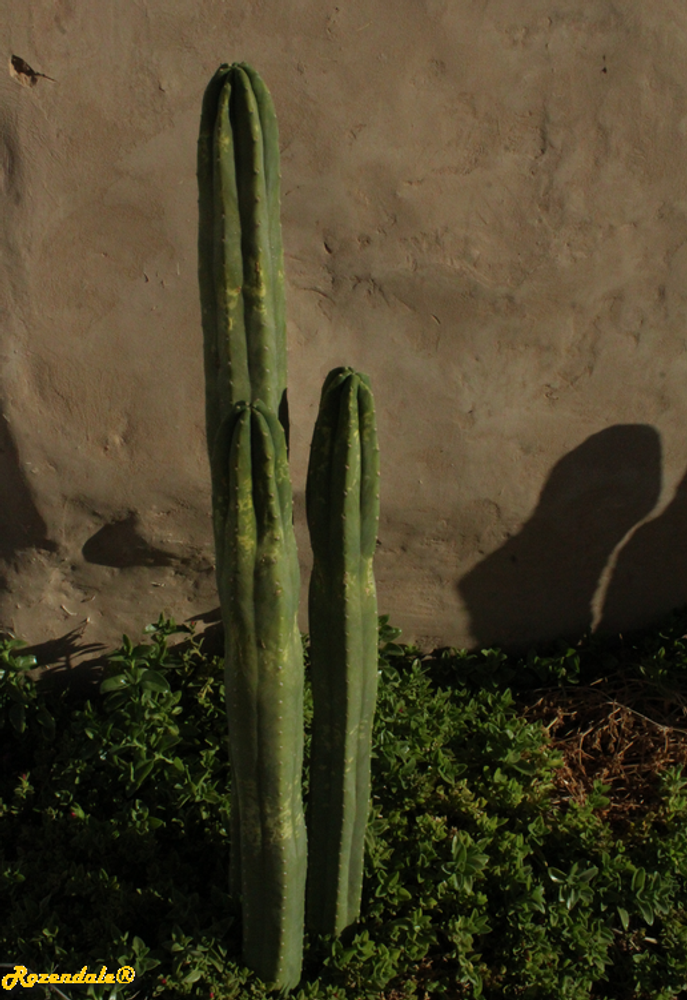 Vertical image, Maarten Rozendale, Nahal Nizzana, Israel, 2017-10-10, Trichocereus pachanoi - San Pedro