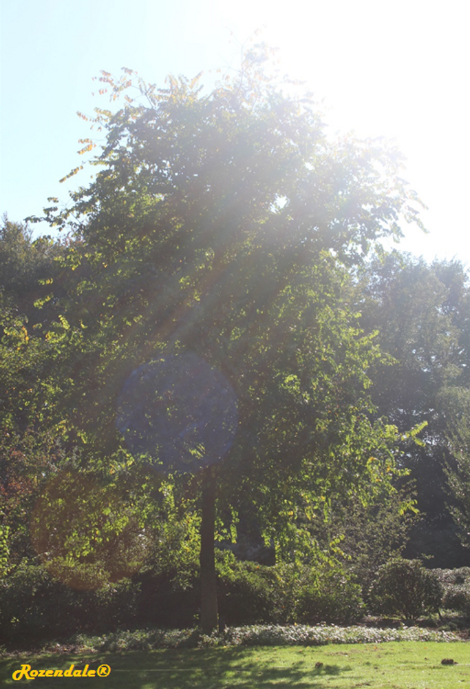 Vertical image, Maarten Rozendale, Belmonte, Netherlands, 2016-10-15, Ulmus minor - Field Elm
