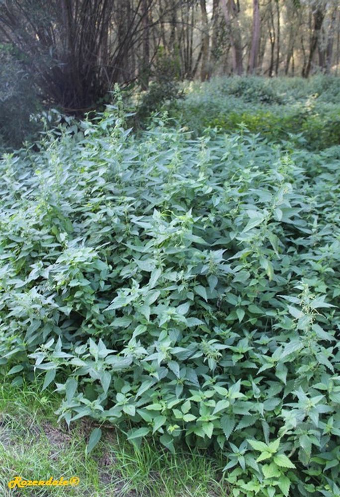 Vertical image, Maarten Rozendale, Sleeuwijk, Netherlands, 2016-06-24, Urtica dioica - Stinging nettle