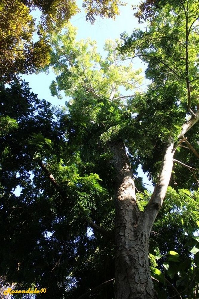 Vertical image, Maarten Rozendale, Coral Gables, United States, 2016-11-19, Wallaceodendron celebicum - Banuyo