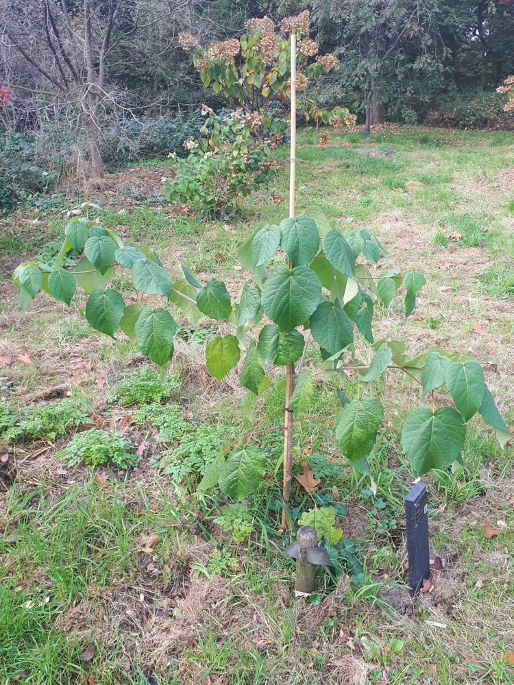 Seedling image, , Wageningen, Netherlands, 2018-10-20, Idesia polycarpa - Idesia