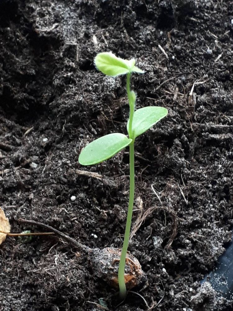 Seedling image, , Sneek, Netherlands, 2018-12-22, Laburnum anagyroides - Golden rain