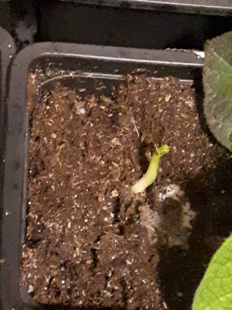 Seedling image, , Sneek, Netherlands, 2019-03-10, Gymnocladus dioicus - Kentucky coffee