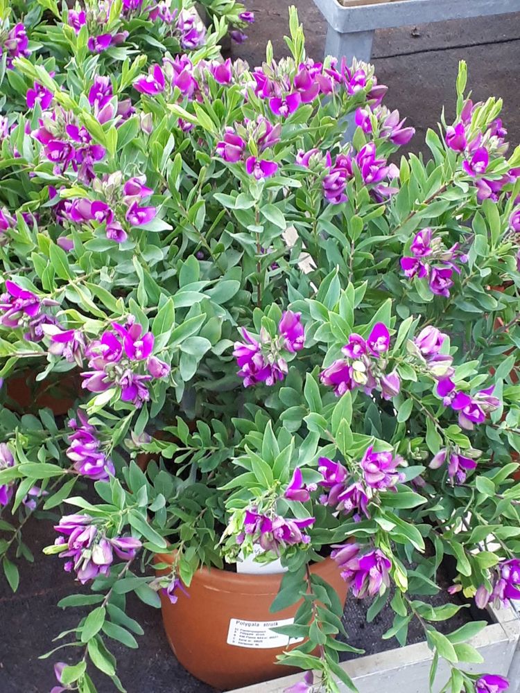 Seedling image, , Sneek, Netherlands, 2019-03-21, Polygala myrtifolia - Myrtle-leaf milkwort