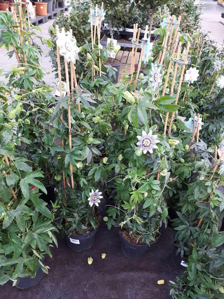 Seedling image, , Sneek, Netherlands, 2019-03-21, Passiflora caerulea - Bluecrown passionflower