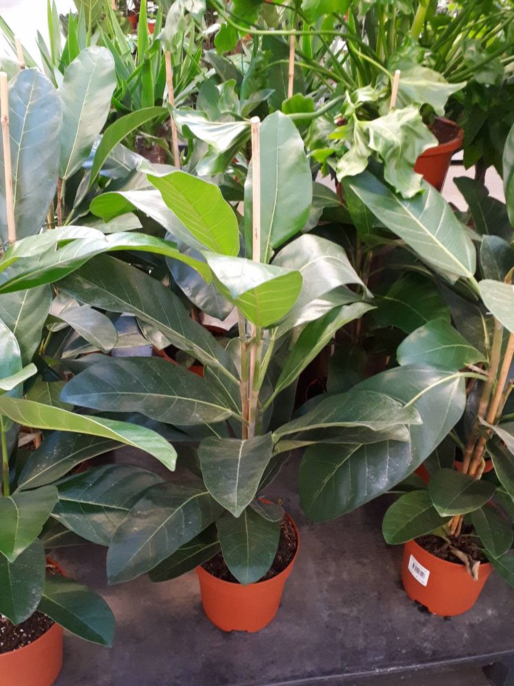 Seedling image, , Sneek, Netherlands, 2019-03-21, Ficus benghalensis - Banyan tree