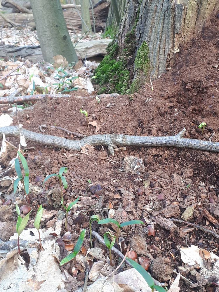 Seedling image, , Hilversum, Netherlands, 2019-03-28, Acer pseudoplatanus - Sycamore maple