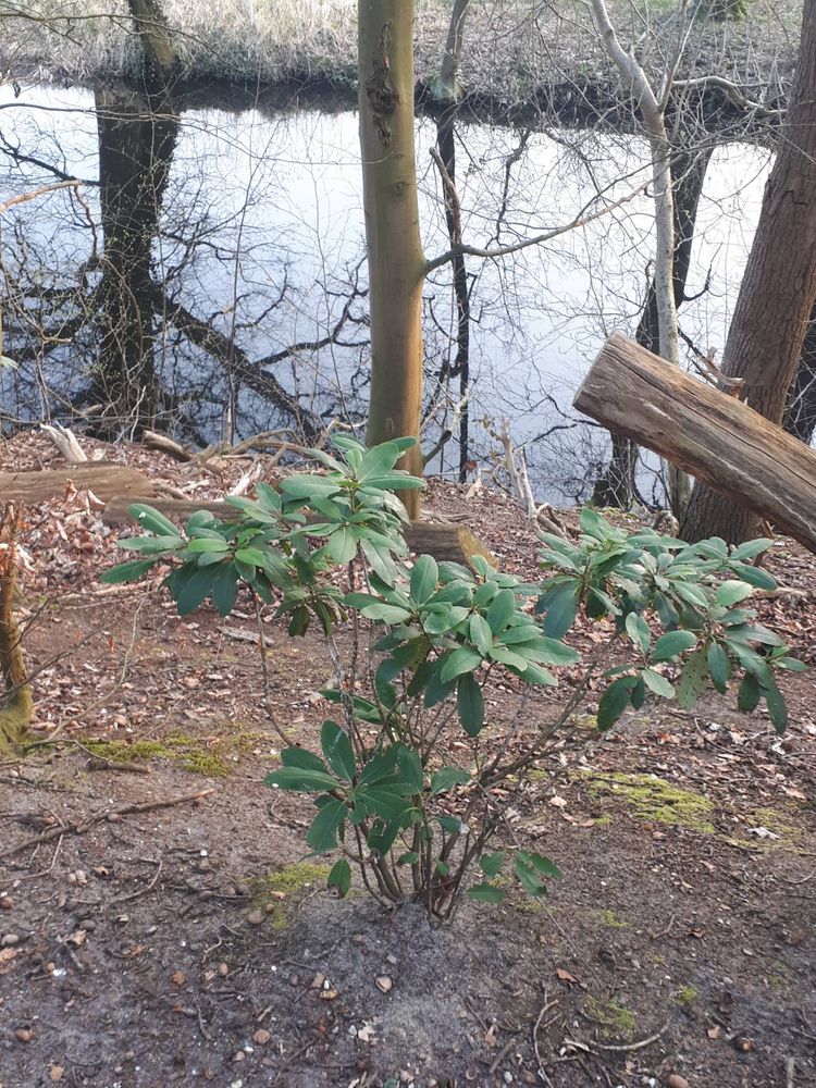 Seedling image, , Hilversum, Netherlands, 2019-03-28, Rhododendron ponticum - Pontic rhododendron