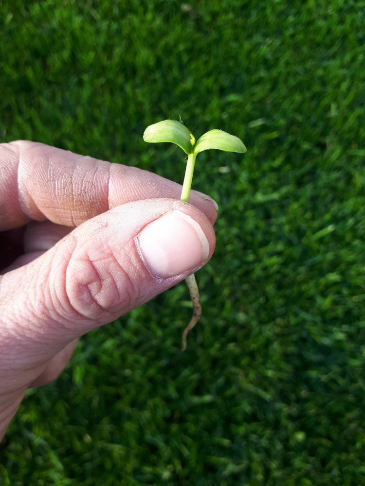 Seedling image, , Wageningen, Netherlands, 2019-03-29, Sophora japonica - Pagoda tree