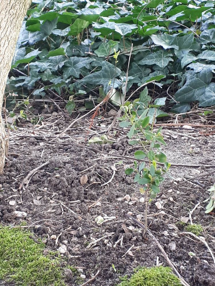 Seedling image, , Wageningen, Netherlands, 2019-03-29, Buxus sempervirens - European box