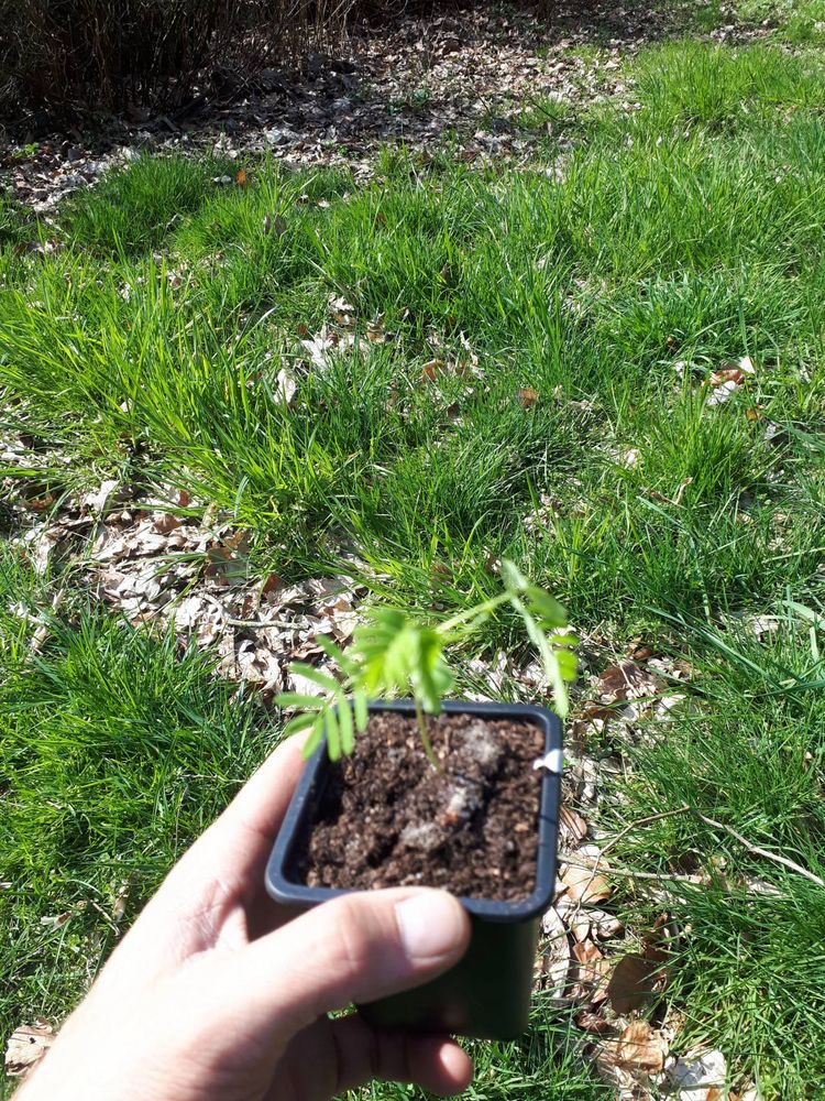 Seedling image, , Wageningen, Netherlands, 2019-03-29, Albizia julibrissin - Pink silk tree