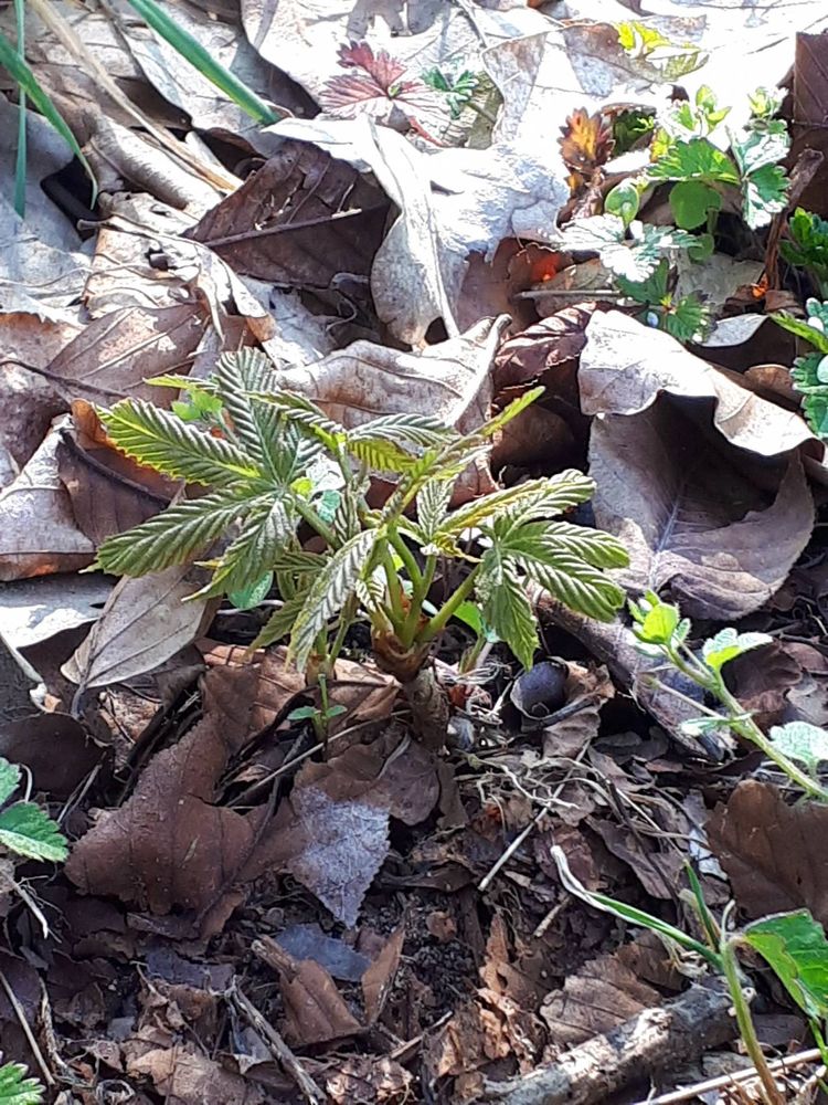 Seedling image, , Wageningen, Netherlands, 2019-03-29, Aesculus pavia - Red buckeye