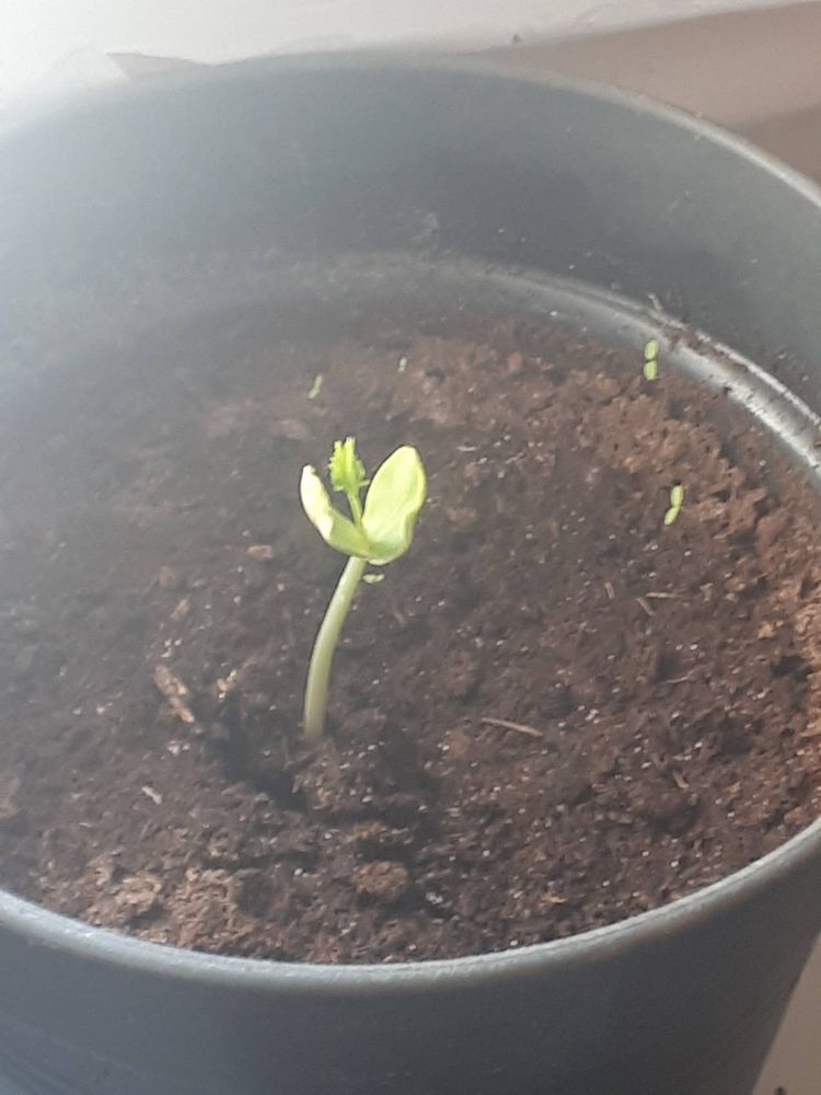 Seedling image, , Sneek, Netherlands, 2019-04-06, Gleditsia ferox - Chinese honey locust