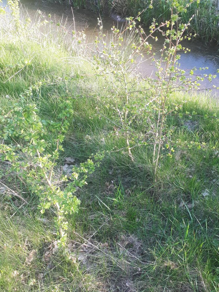 Seedling image, , Sneek, Netherlands, 2019-04-06, Crataegus monogyna - Common hawthorn
