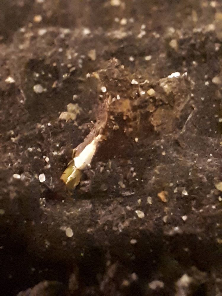 Seedling image, , Uitwellingerga, Netherlands, 2019-04-06, Picea likiangensis - Lijiang spruce