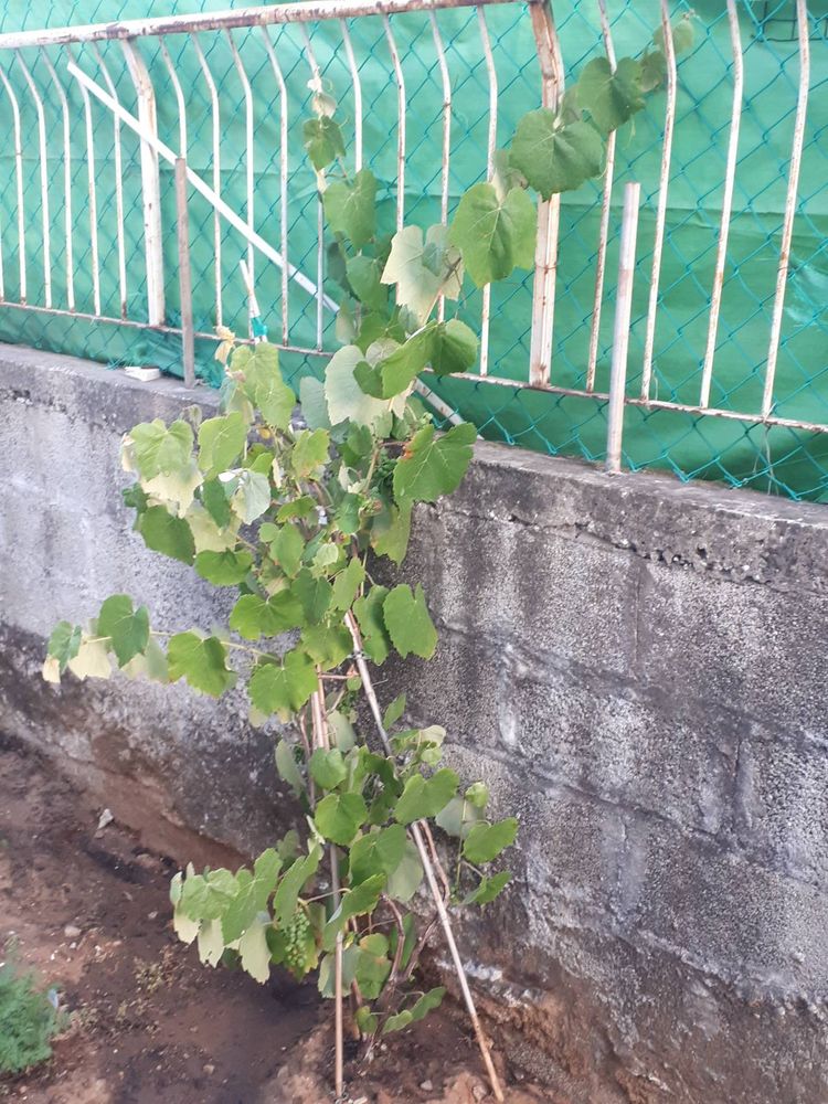Seedling image, , Holon, Israel, 2019-05-19, Vitis vinifera - Common Grape