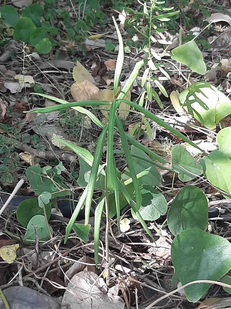 Seedling image, Maarten Rozendale, Tel Aviv-Yafo, Israel, 2019-11-13, Cascabela thevetia - Yellow oleander