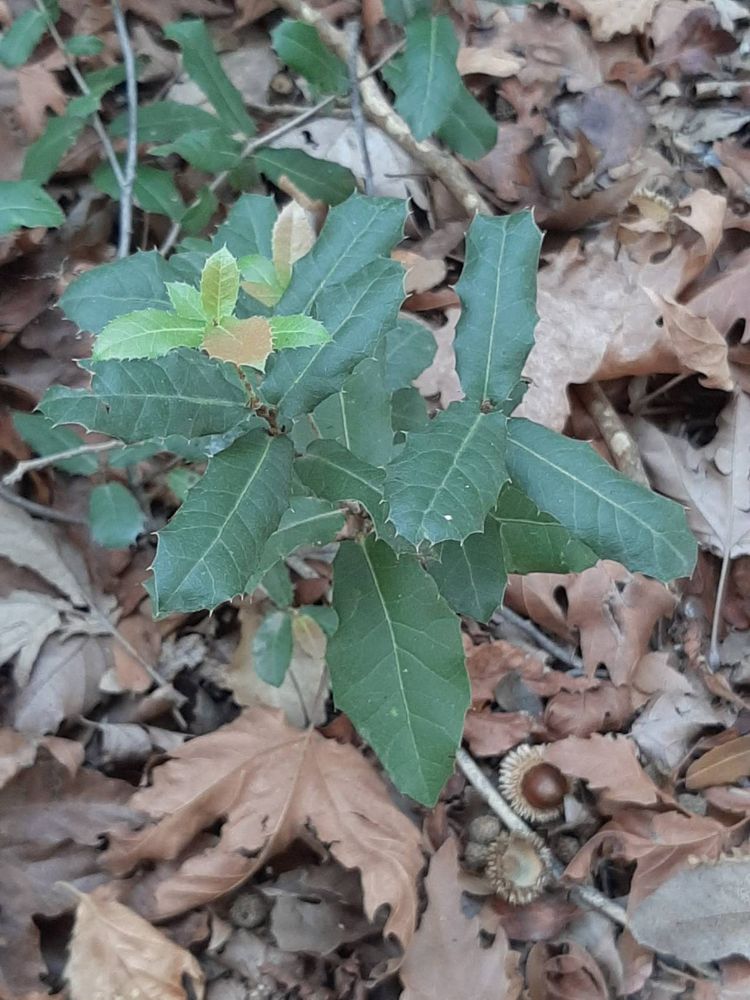 Seedling image, Maarten Rozendale, Tel Aviv-Yafo, Israel, 2019-11-13, Quercus calliprinos - Palastine oak