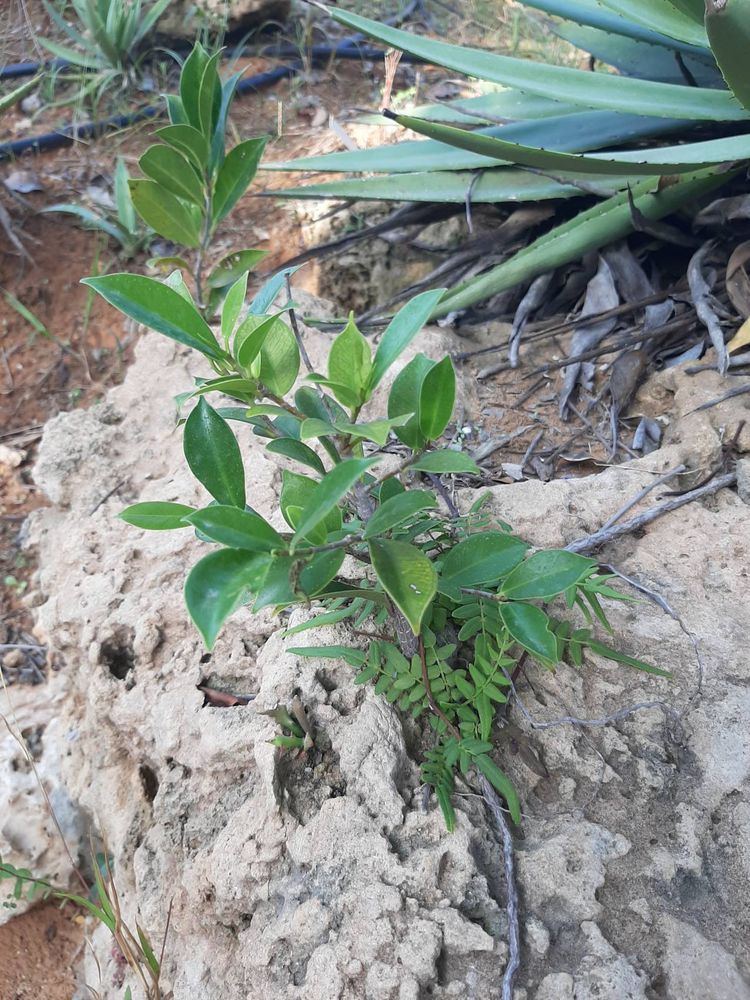 Seedling image, Maarten Rozendale, Tel Aviv-Yafo, Israel, 2019-11-13, Jatropha gossypiifolia - Bellyache bush