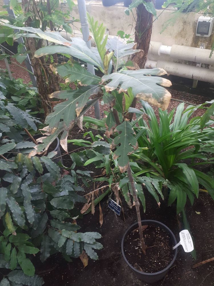 Seedling image, , Delft, Netherlands, 2019-03-09, Artocarpus altilis - Breadfruit