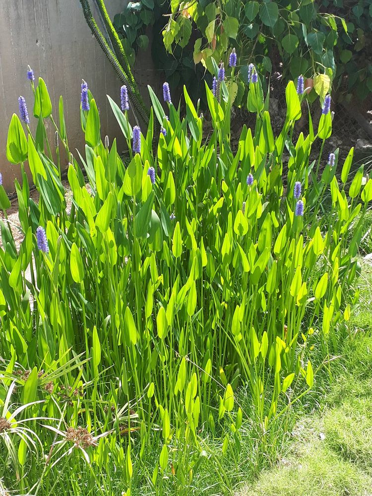 Seedling image, , Holon, Israel, 2019-06-25, Aspalathus linearis - Rooibos bush
