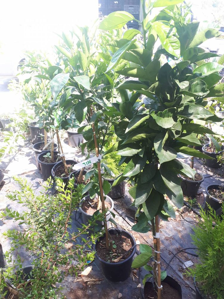 Seedling image, , Holon, Israel, 2019-06-16, Citrus x clementina - Clementine