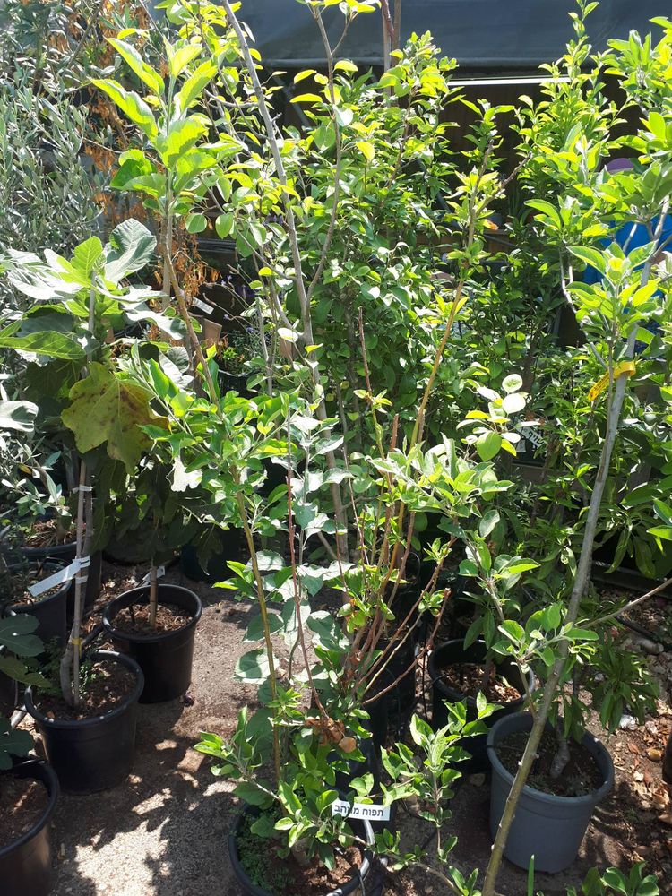 Seedling image, , Holon, Israel, 2019-06-16, Malus domestica - Orchard Apple