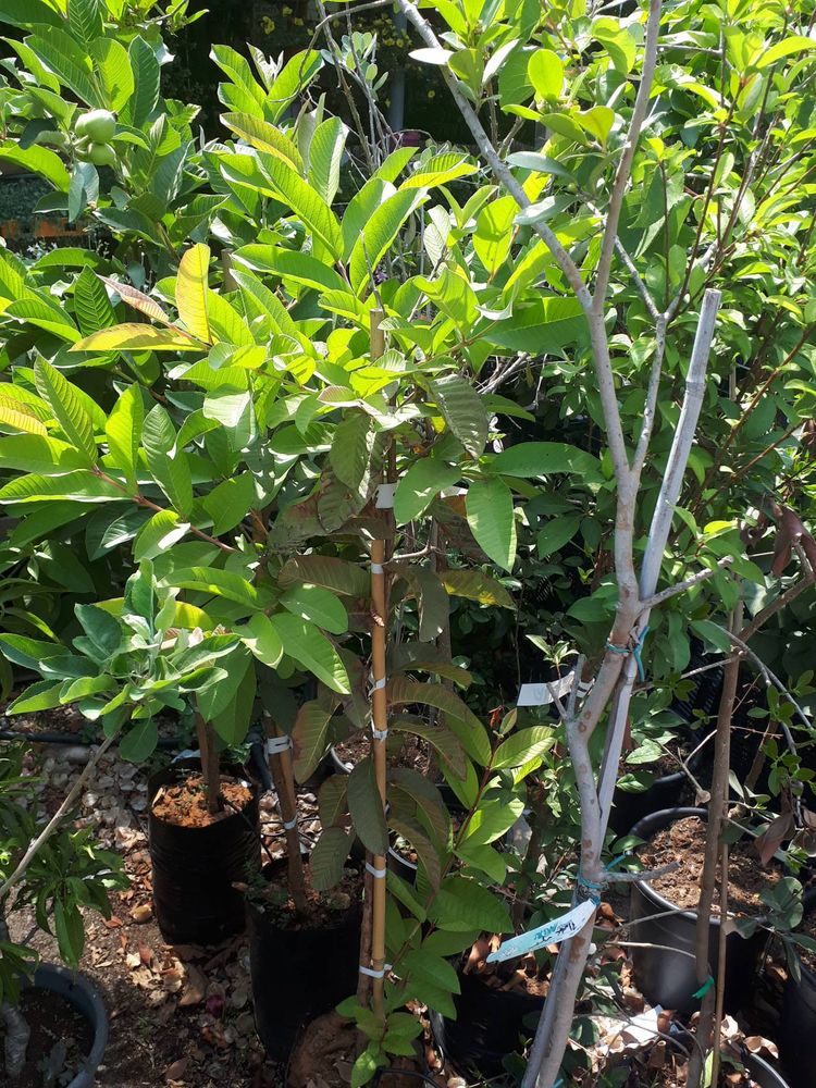 Seedling image, , Holon, Israel, 2019-06-16, Psidium guajava - Gujava