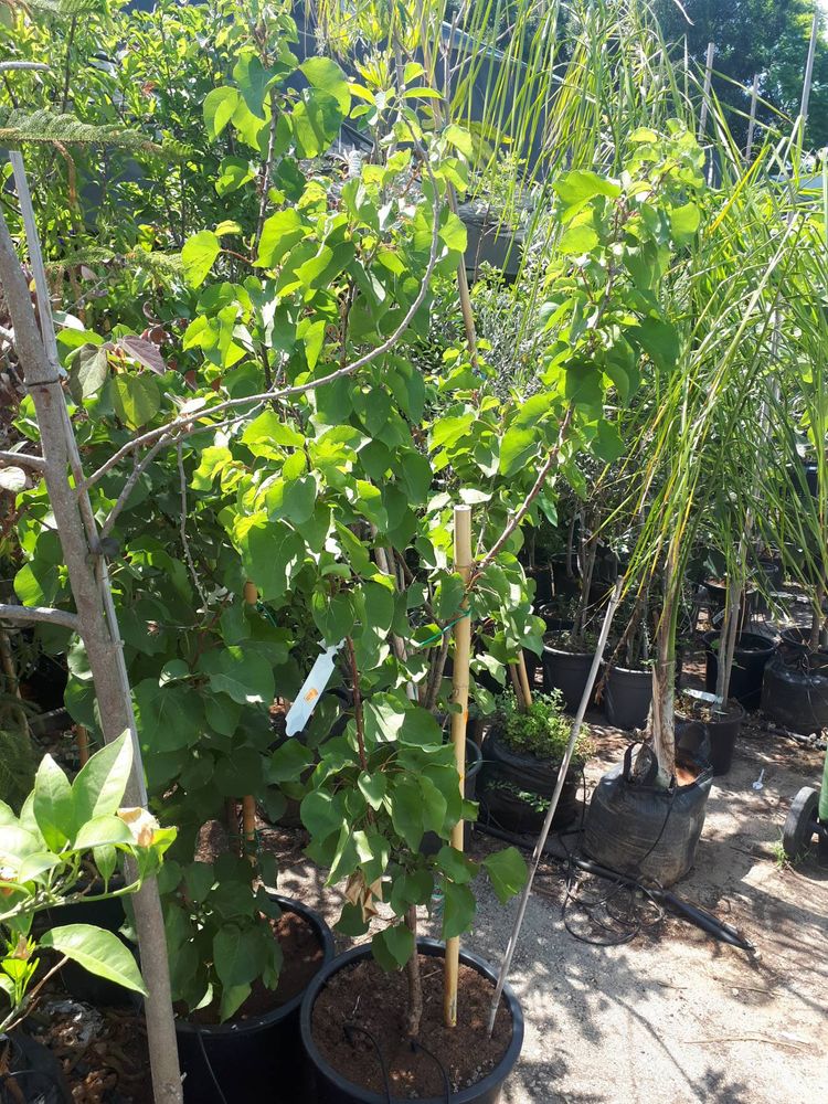 Seedling image, , Holon, Israel, 2019-06-16, Prunus armeniaca - Abricot