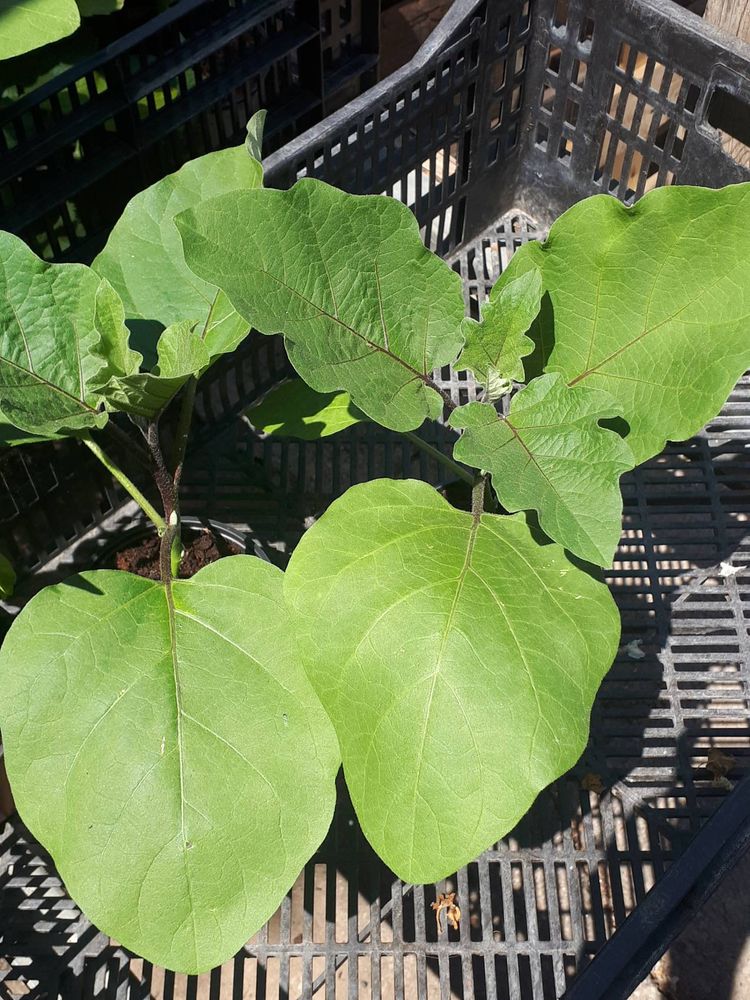 Seedling image, , Holon, Israel, 2019-06-16, Capsicum annuum - Sweet pepper