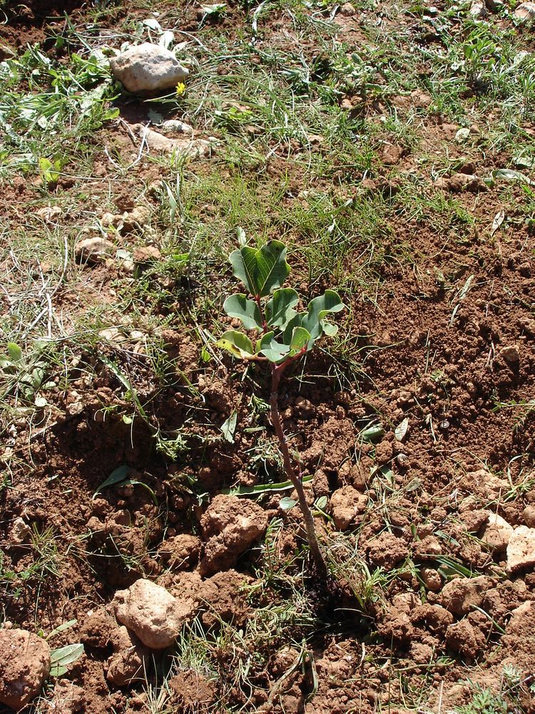 Seedling image, Maarten Rozendale, Jerusalem, Israel, 2010-01-29, Ceratonia siliqua - Carob tree