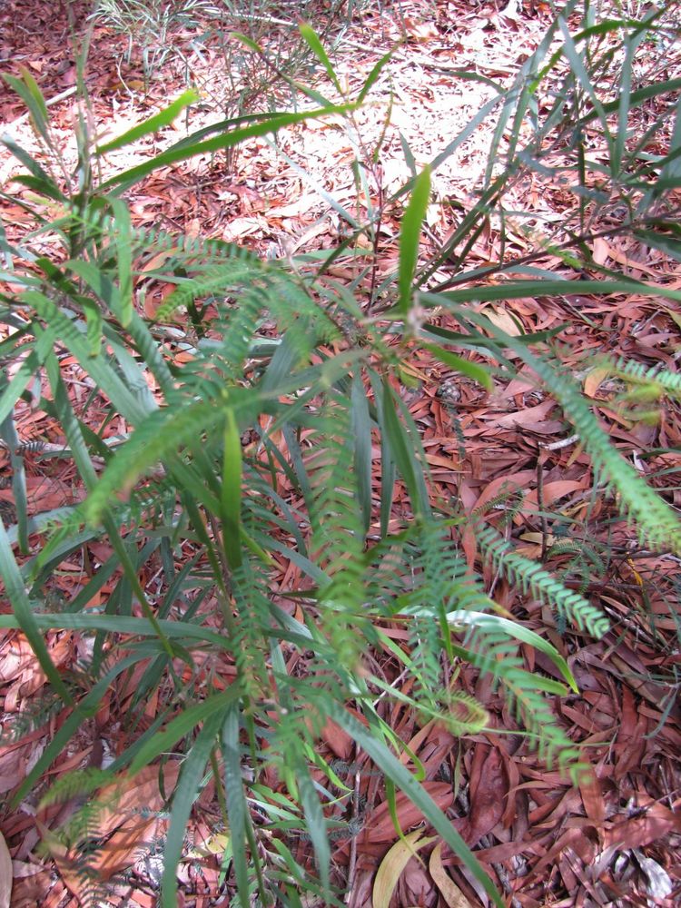 Seedling image, Maarten Rozendale, Makawao, United States, 2019-11-14, Acacia melanoxylon - Tasmanian blackwood
