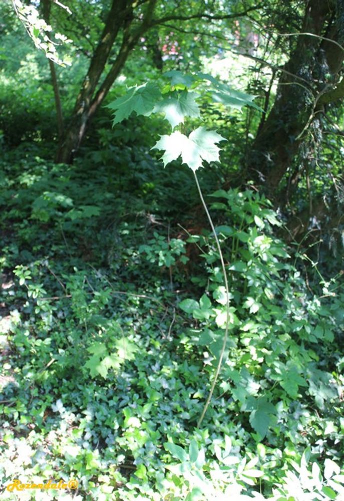 Seedling image, , Sneek, Netherlands, 2016-10-30, Acer platanoides - Norway maple