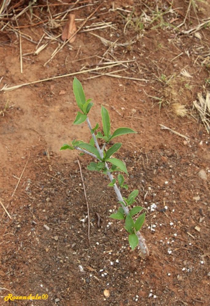 Seedling image, , Sneek, Netherlands, 2017-02-21, Adansonia digitata - Baobab lemonade
