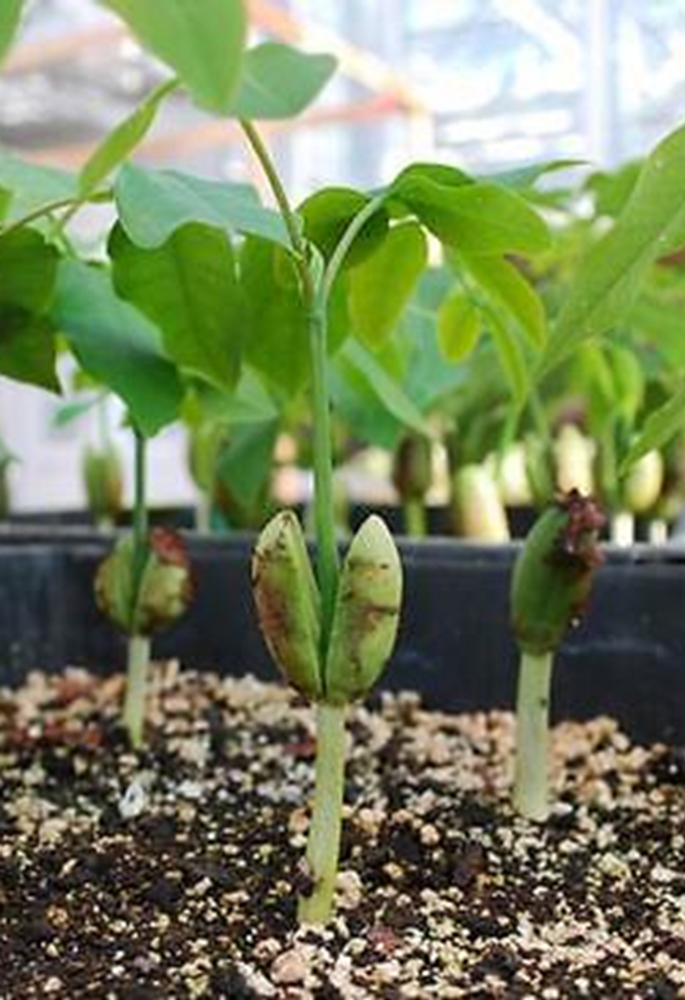 Seedling image, , New York, United States, 2017-08-16, Afzelia quanzensis - Lucky bean tree