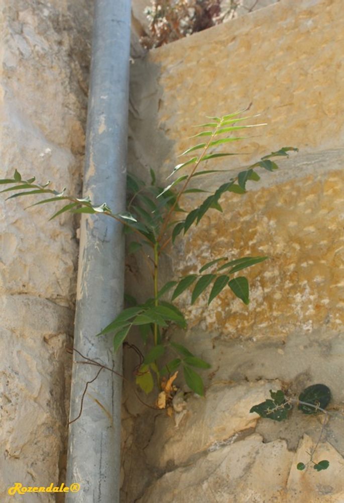 Seedling image, , Sneek, Netherlands, 2017-08-31, Ailanthus altissima - Tree of Heaven