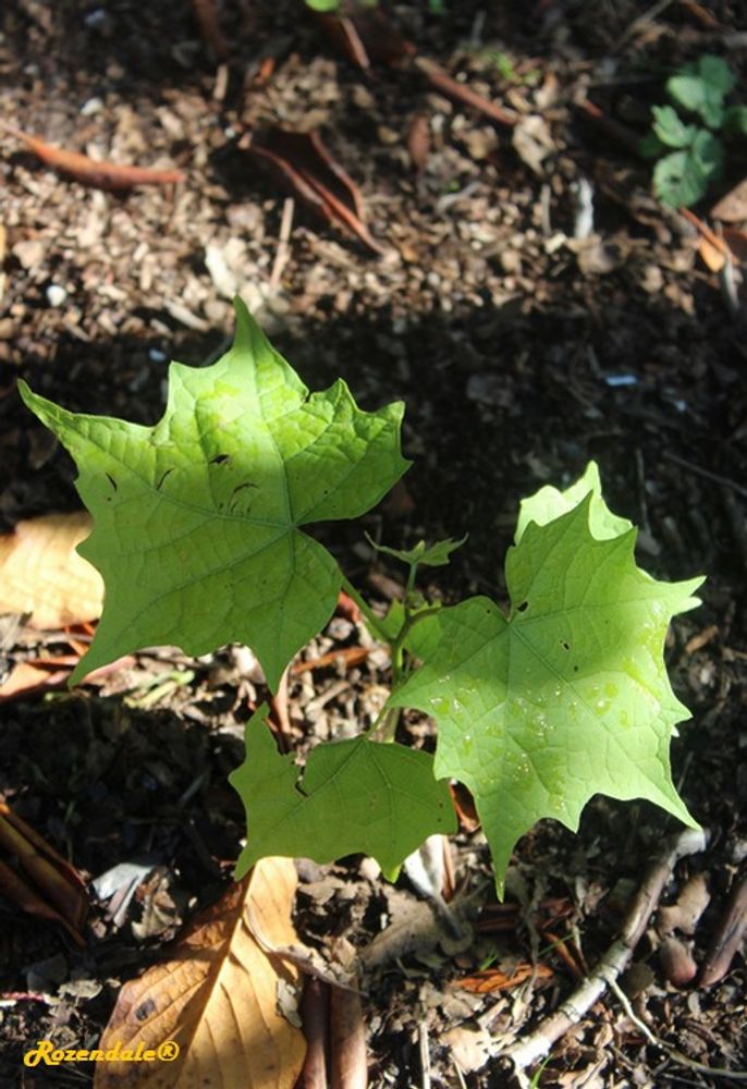 Seedling image, , Harry P Leu, Orlando, United States, 2017-02-21, Alangium platanifolium Trilobum - Alangium