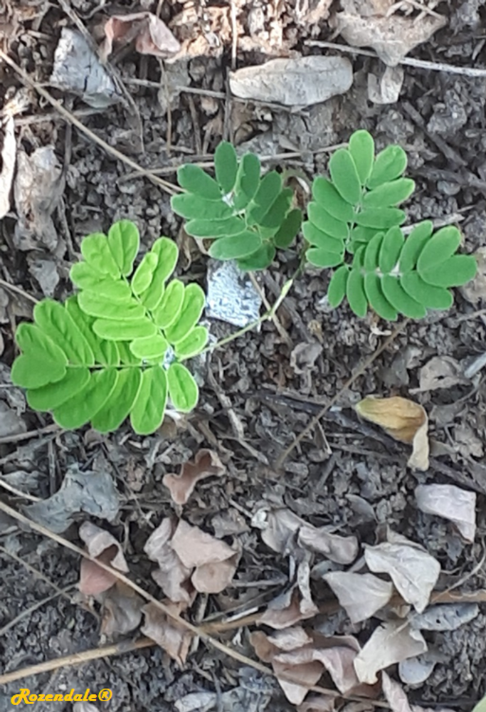 Seedling image, Test Name, Tel Aviv-Yafo, Israel, 2018-08-17, Albizia lebbeck - Indian siris