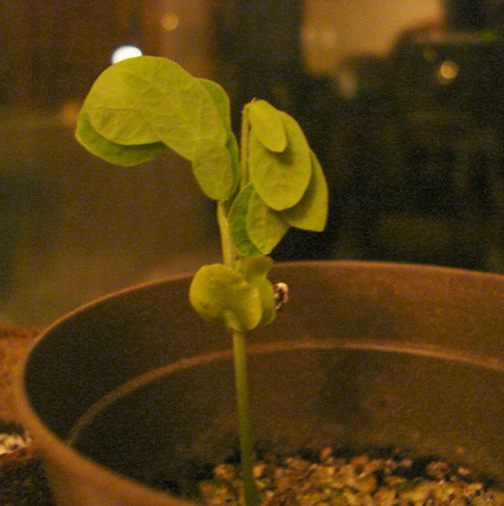 Seedling image, Maarten Rozendale, Greenvale, United States, 2017-08-29, Albizia saman - Saman tree