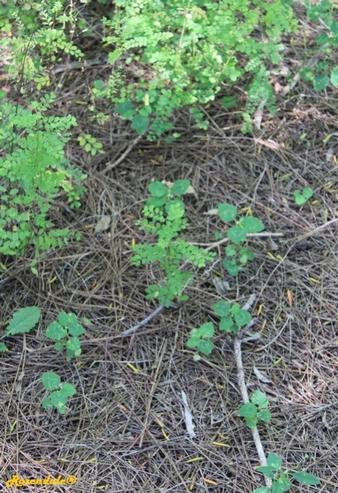 Seedling image, , Roodeplaat, South Africa, 2016-10-30, Alvaradoa amorphoides - Mexican alvarodoa